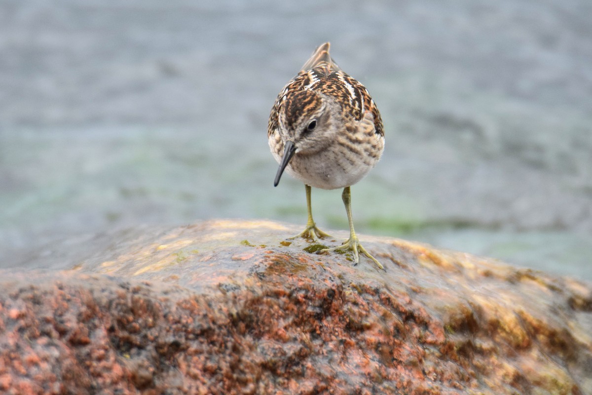 アメリカヒバリシギ - ML644491099