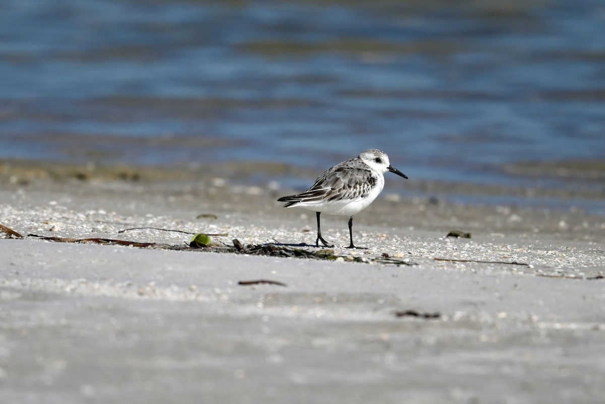 Гурвалж элсэг - ML644491100