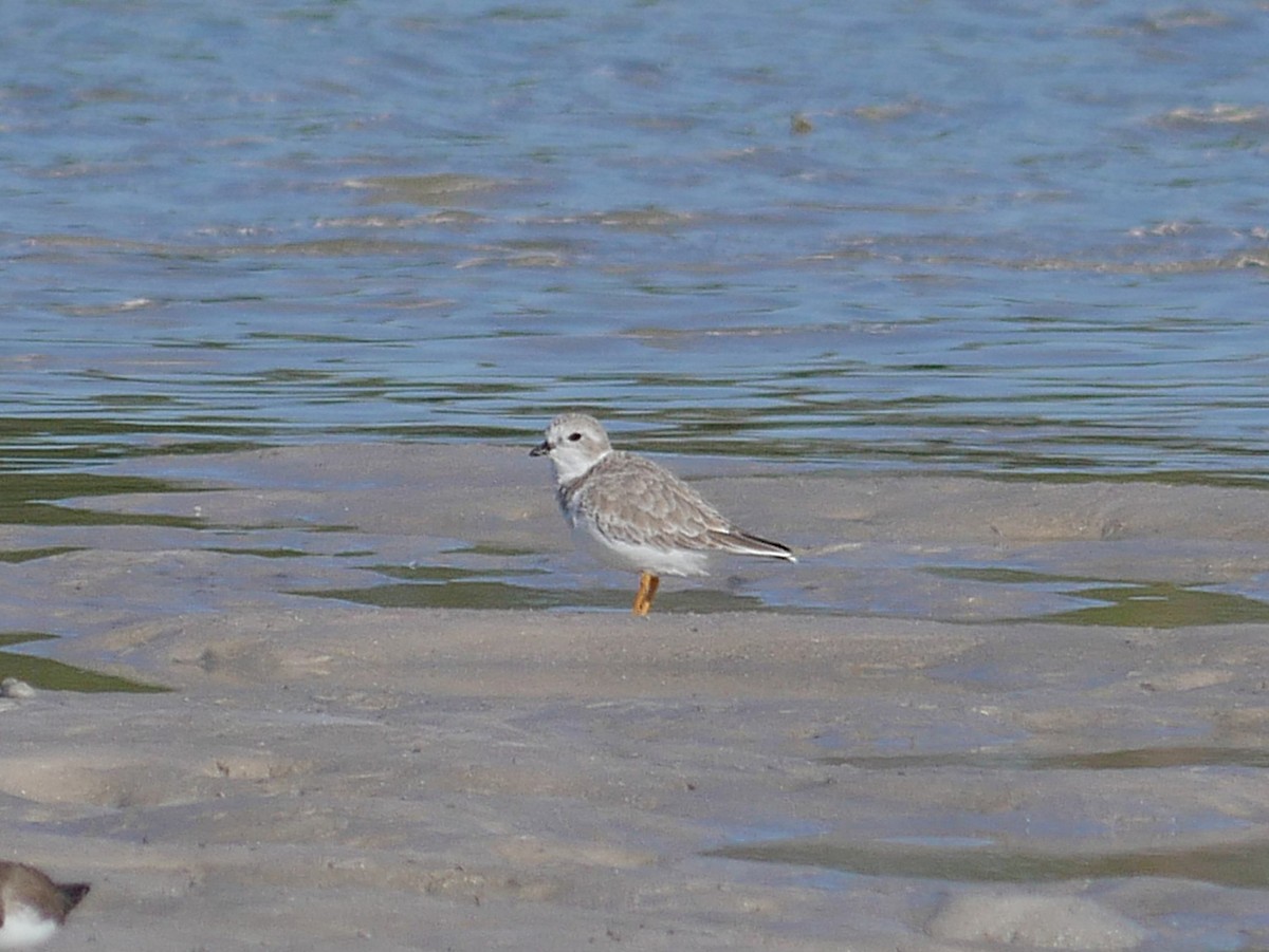 Islıkçı Cılıbıt - ML644491120