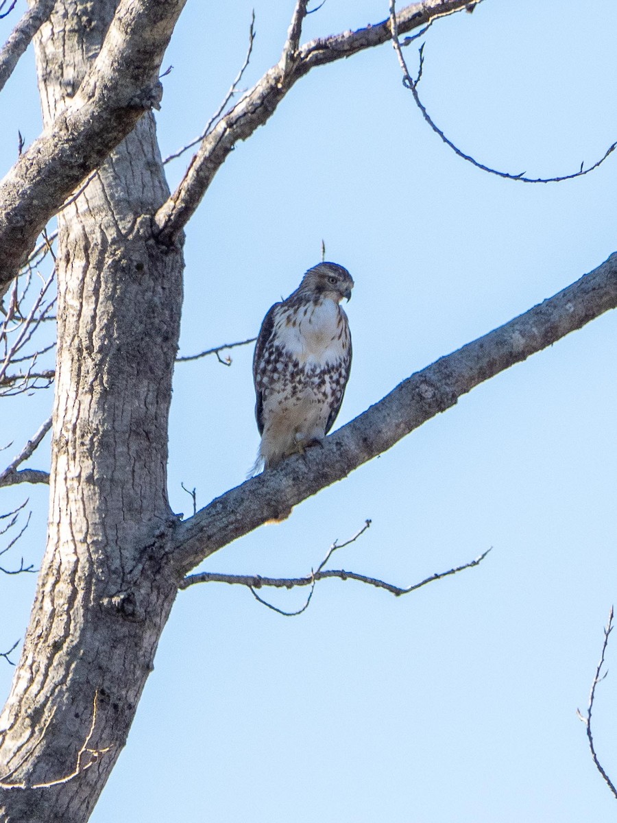 Red-tailed Hawk - ML644491146
