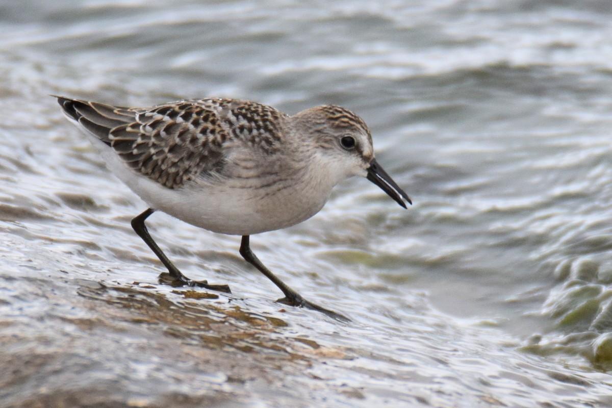 Semipalmated Sandpiper - ML644491152