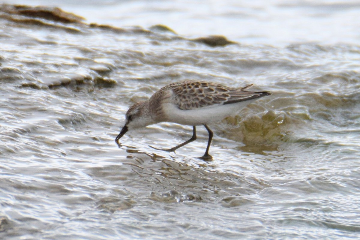 Semipalmated Sandpiper - ML644491153