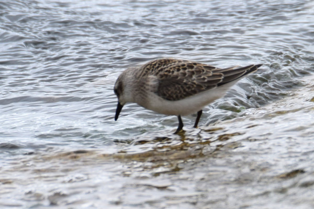 Semipalmated Sandpiper - ML644491155