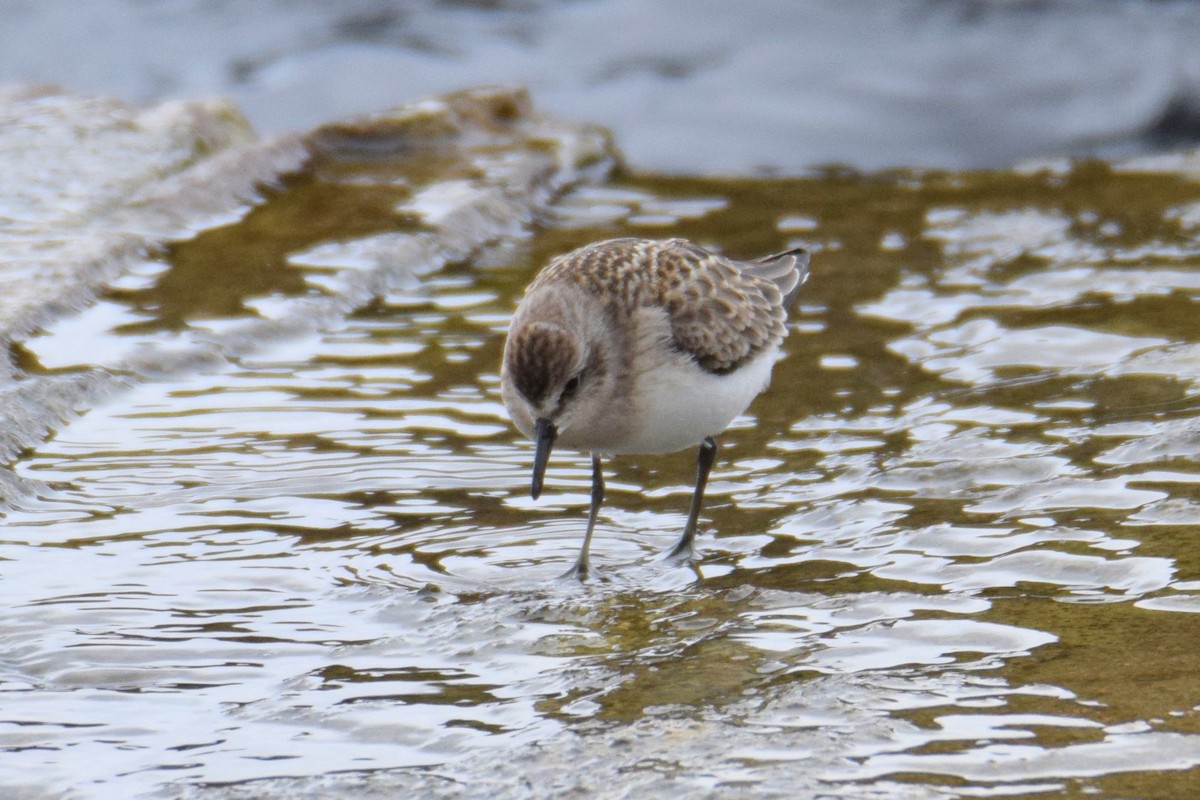 Semipalmated Sandpiper - ML644491156