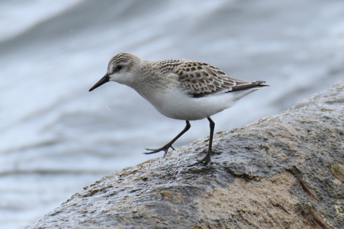 Semipalmated Sandpiper - ML644491157
