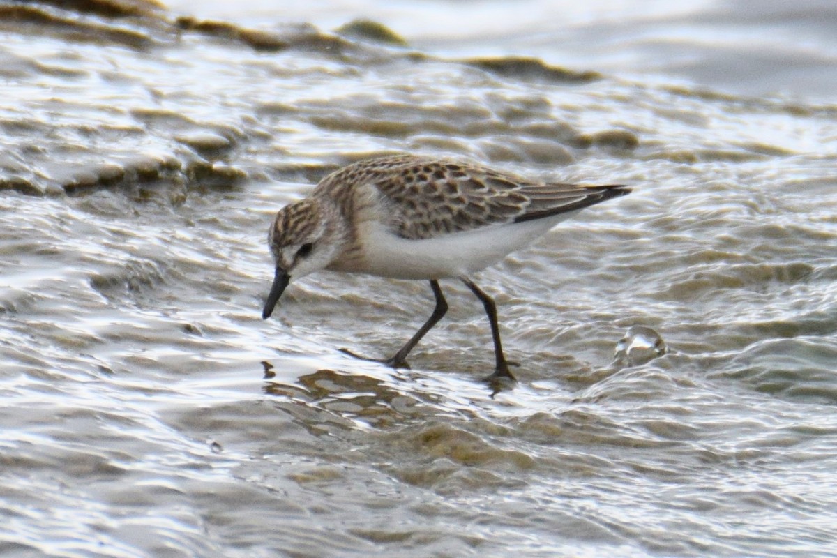 Semipalmated Sandpiper - ML644491158