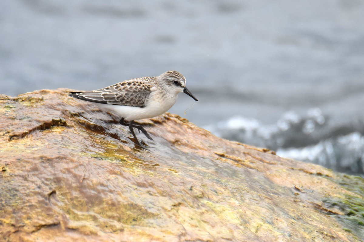 Semipalmated Sandpiper - ML644491159