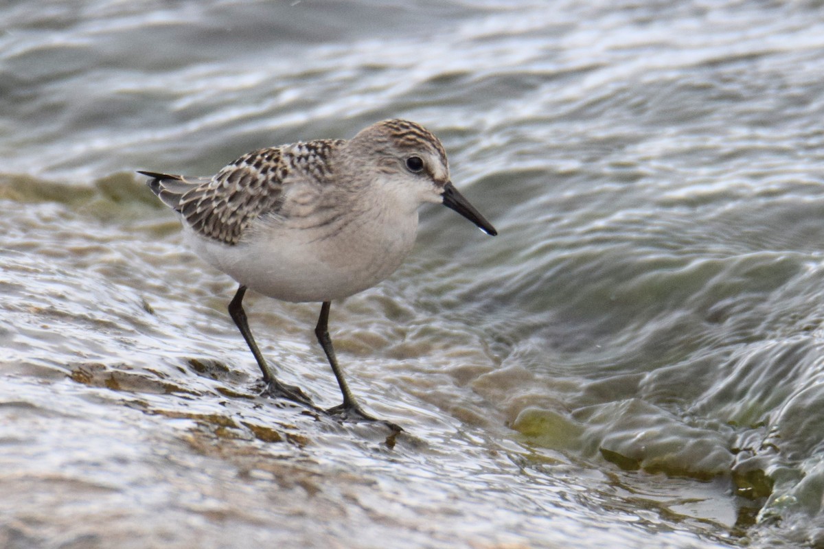Semipalmated Sandpiper - ML644491160