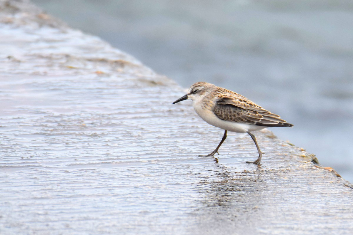 Semipalmated Sandpiper - ML644491161