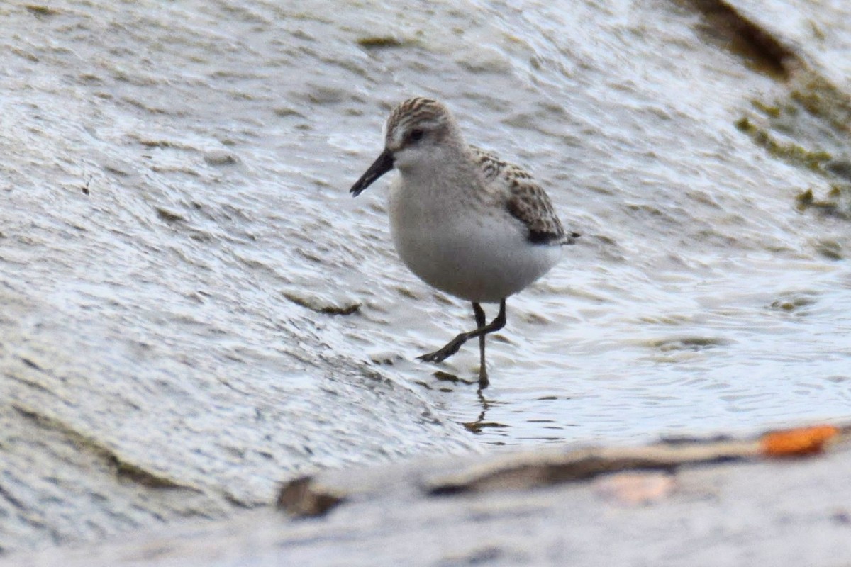 Semipalmated Sandpiper - ML644491162
