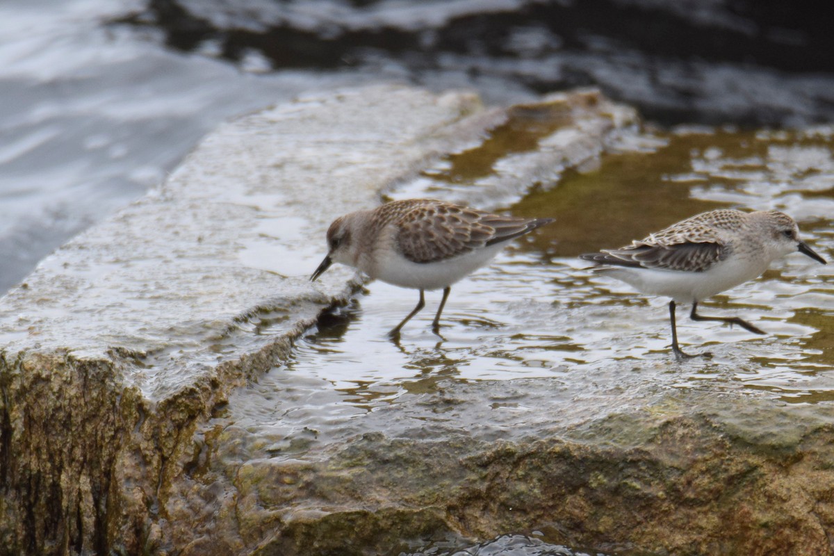 Semipalmated Sandpiper - ML644491163