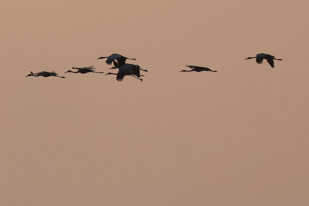 Brolga - ML644491169