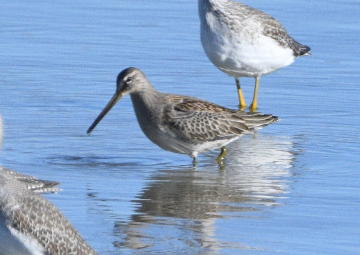 Long-billed Dowitcher - ML644491171