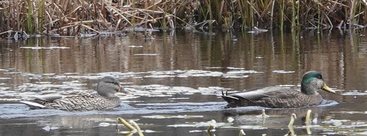Mallard x American Black Duck (hybrid) - ML644491172