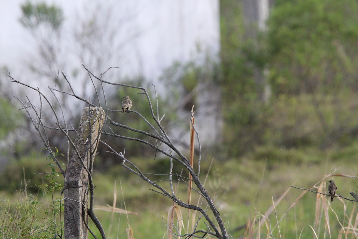 Saffron Finch - ML644491191