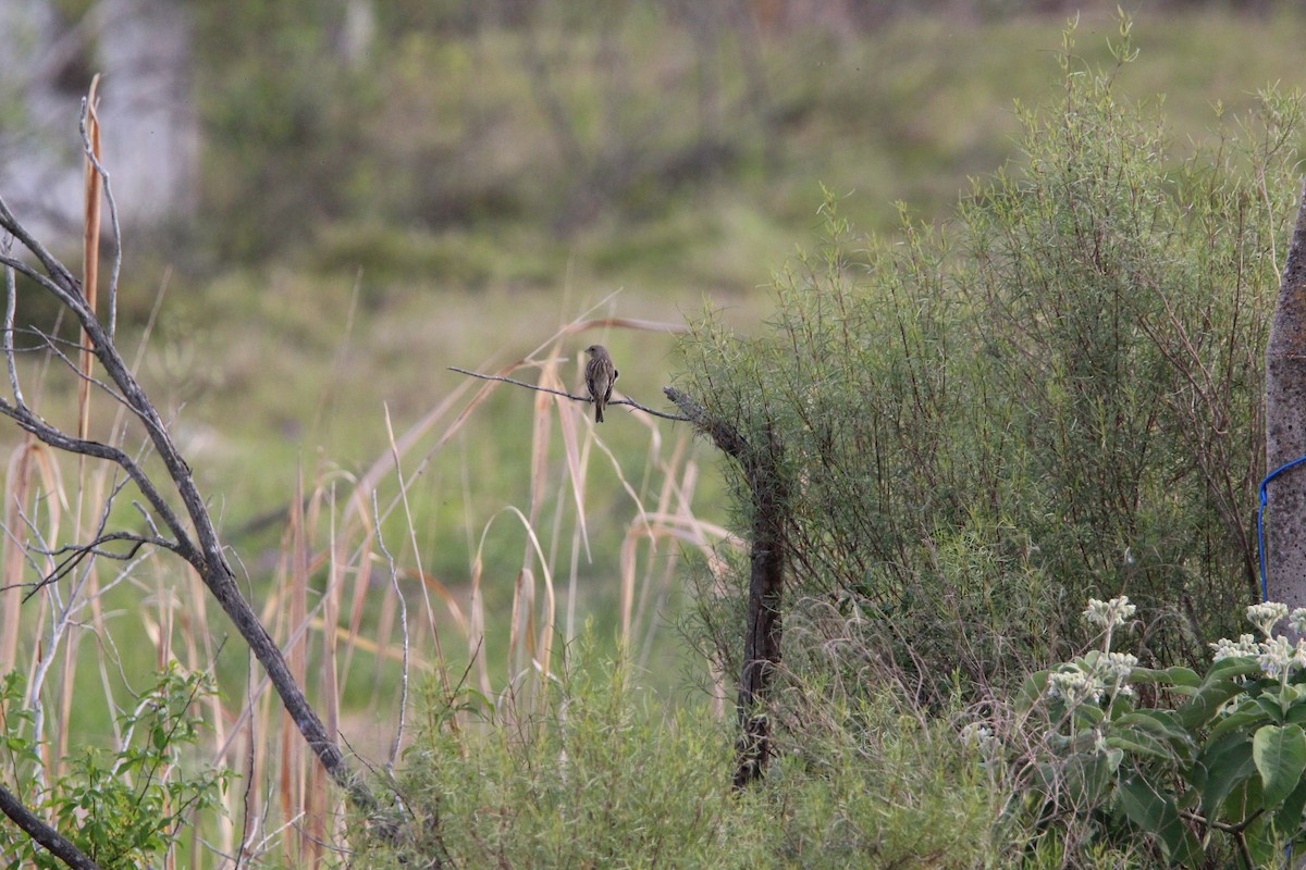 Saffron Finch - ML644491192