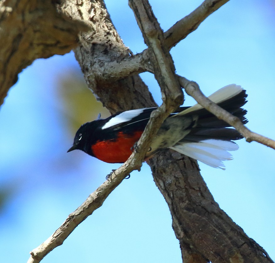 Painted Redstart - ML644491194