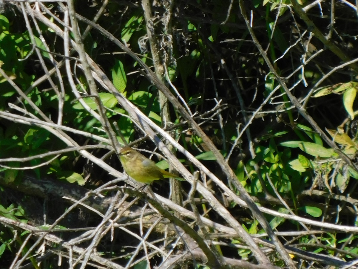 Reinita Palmera - ML644491196