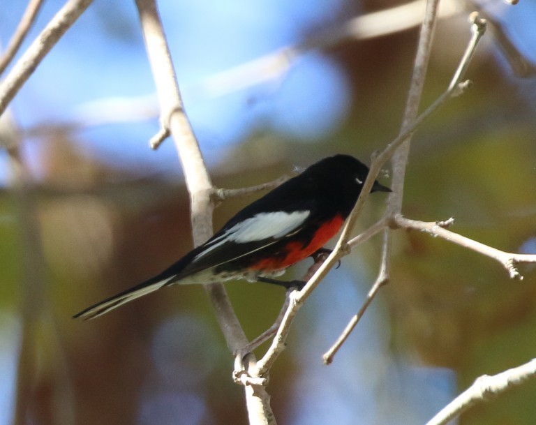 Painted Redstart - ML644491197