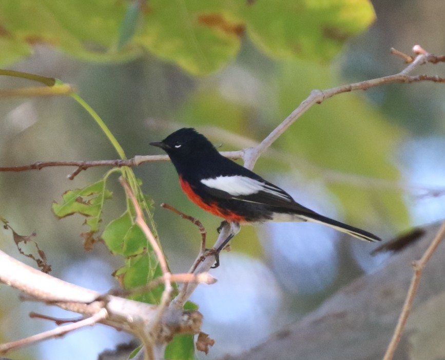 Painted Redstart - ML644491198