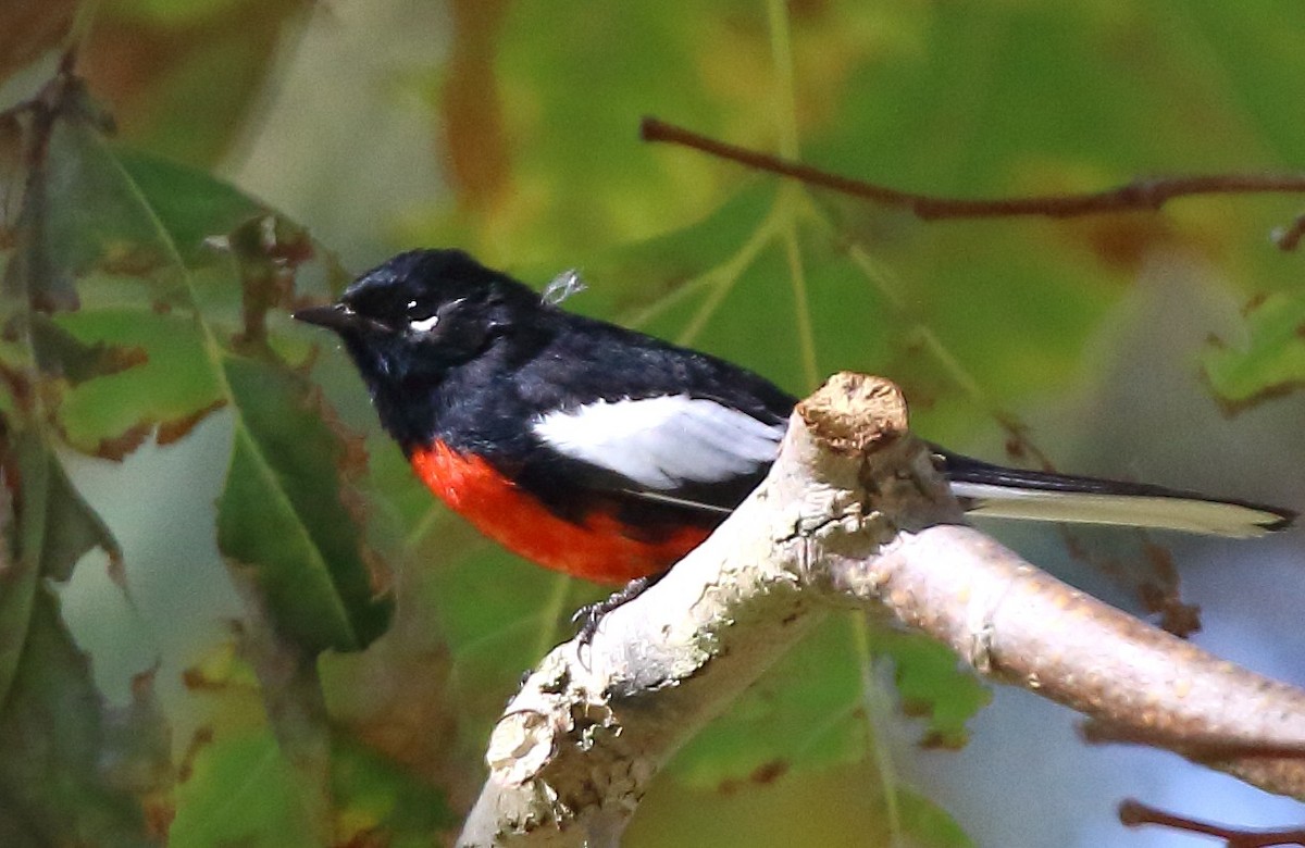 Painted Redstart - ML644491199