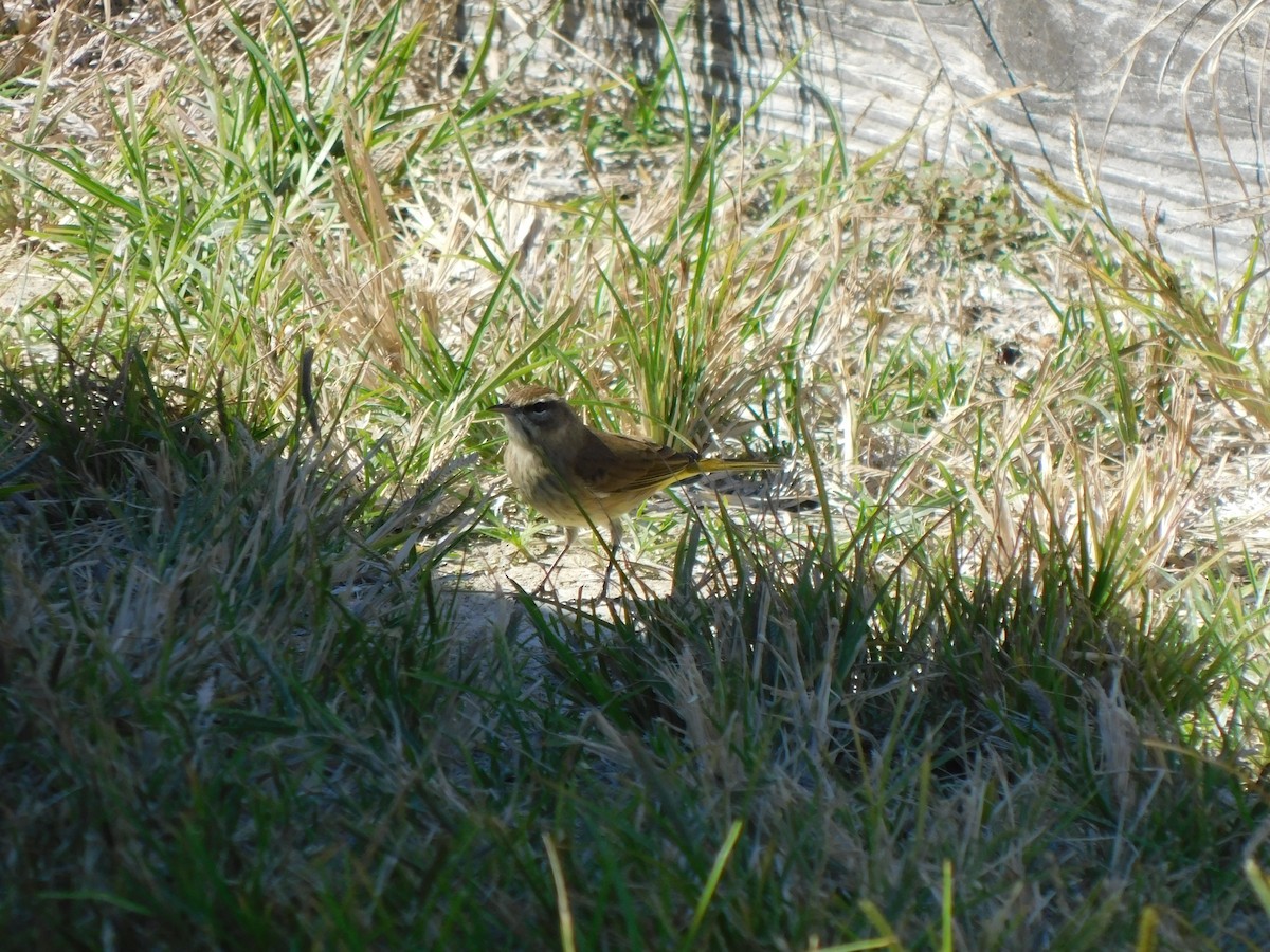 Reinita Palmera - ML644491200