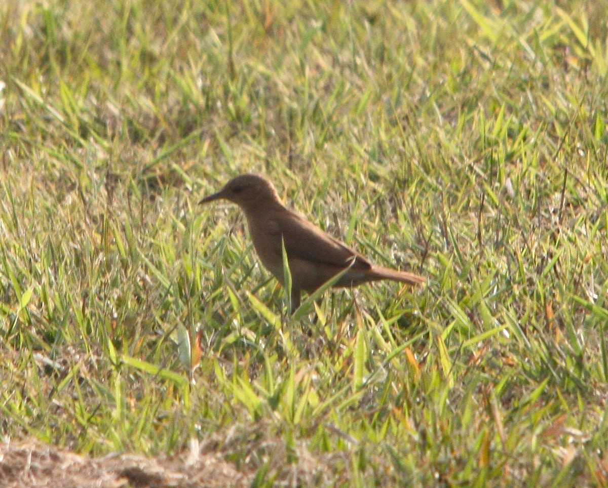 Pas Rengi Çömlekçikuşu - ML644491201