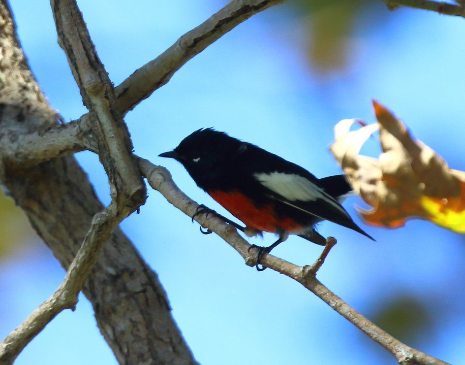 Painted Redstart - ML644491202