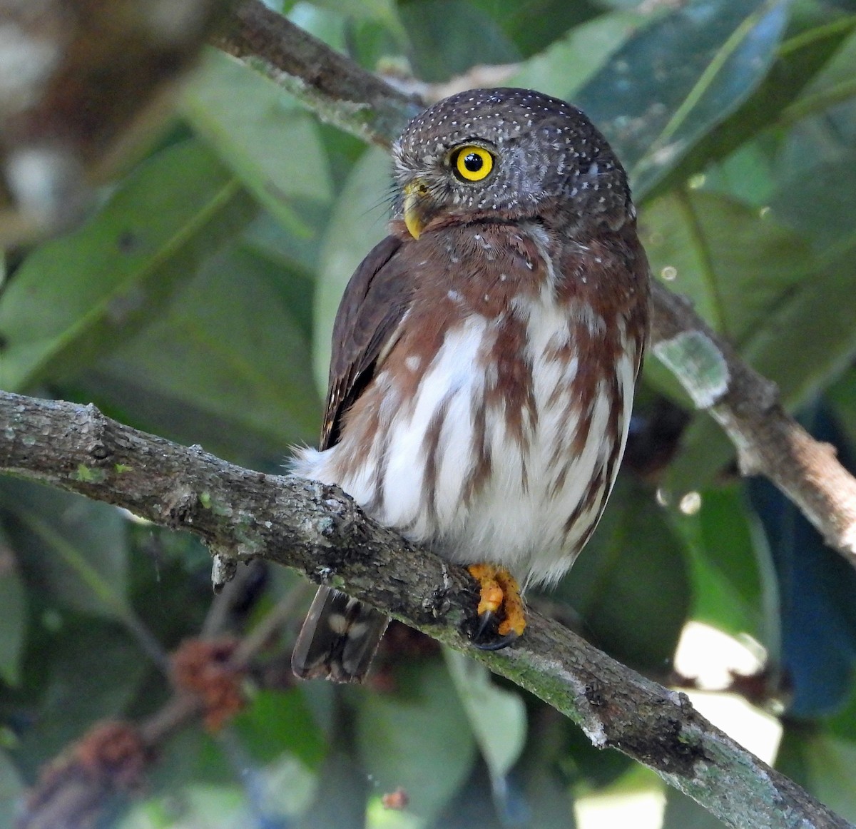 ハーディスズメフクロウ - ML644491205