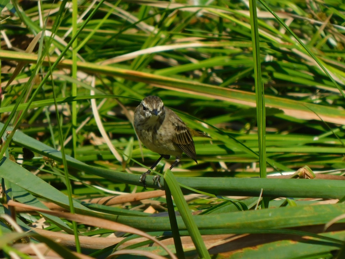 Reinita Palmera - ML644491206