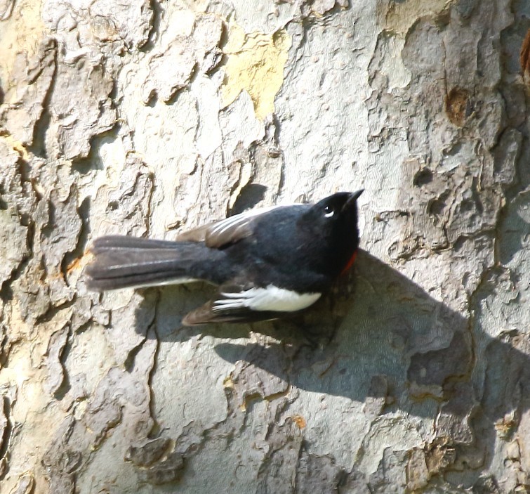 Painted Redstart - ML644491215