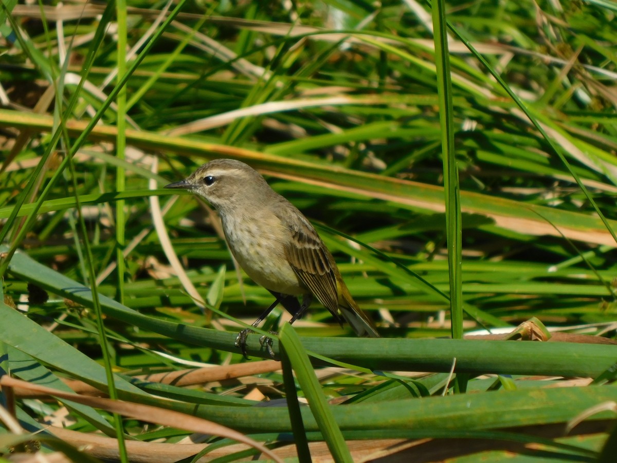 Reinita Palmera - ML644491216