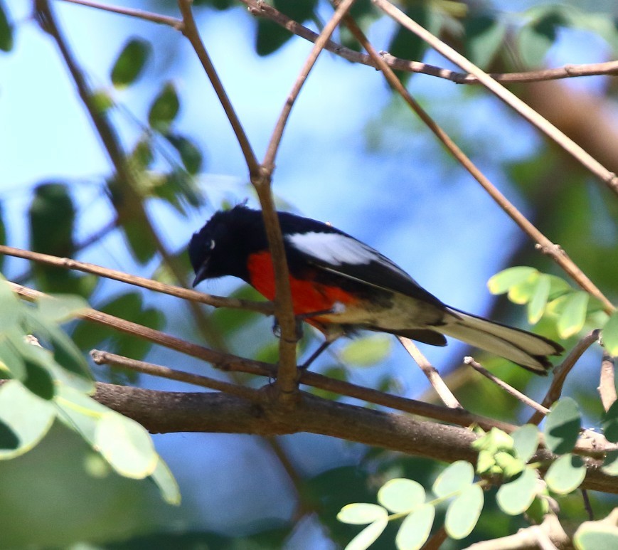 Painted Redstart - ML644491223
