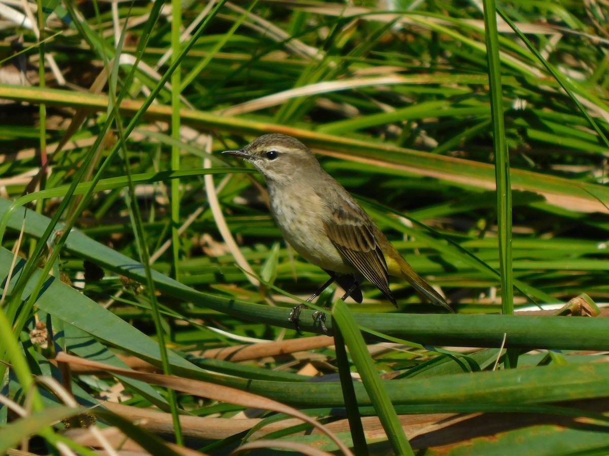 Reinita Palmera - ML644491226