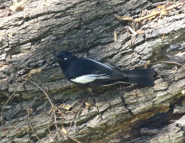 Painted Redstart - ML644491227