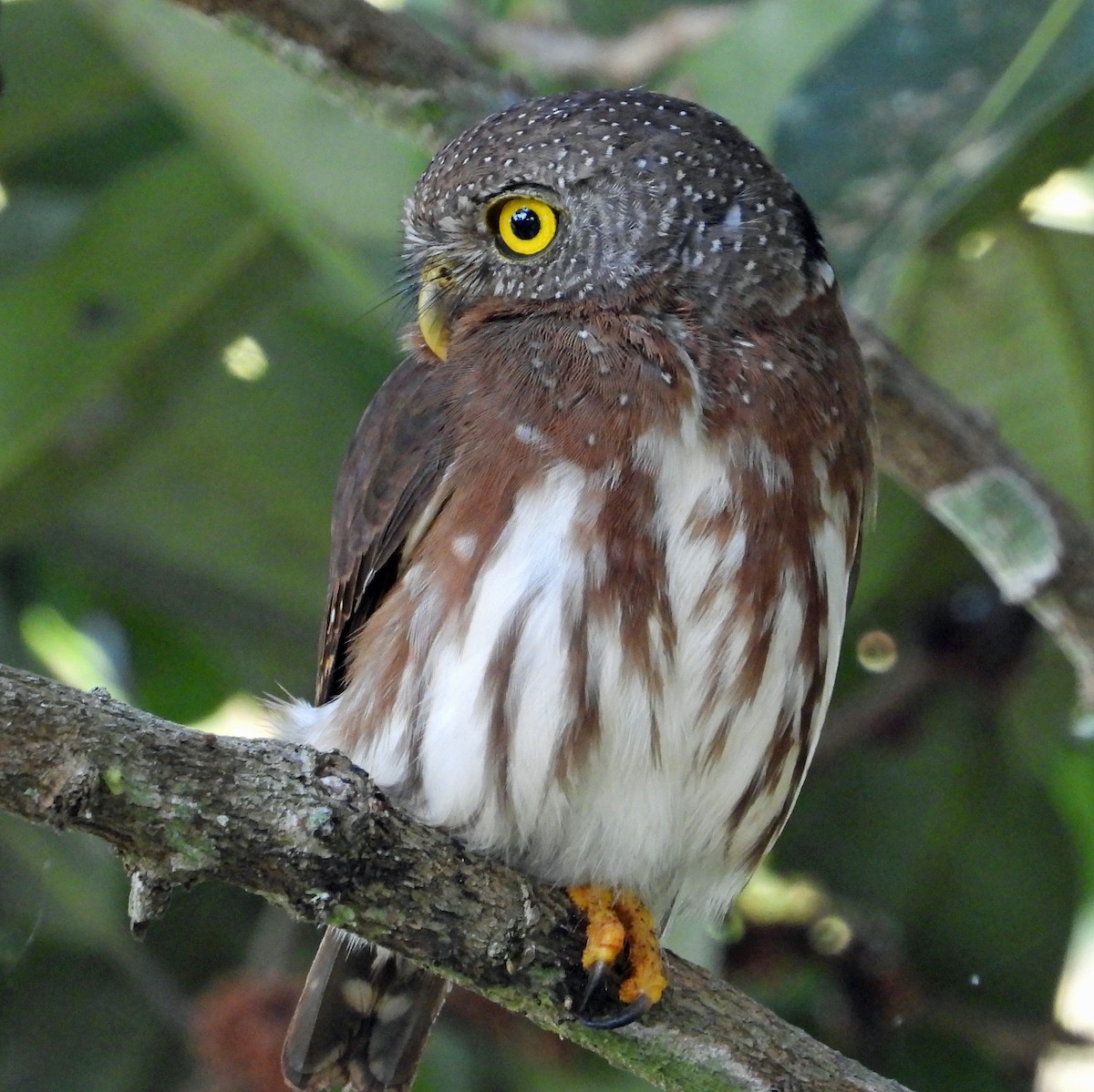 ハーディスズメフクロウ - ML644491229