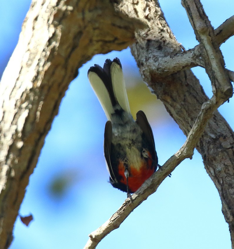 Painted Redstart - ML644491230