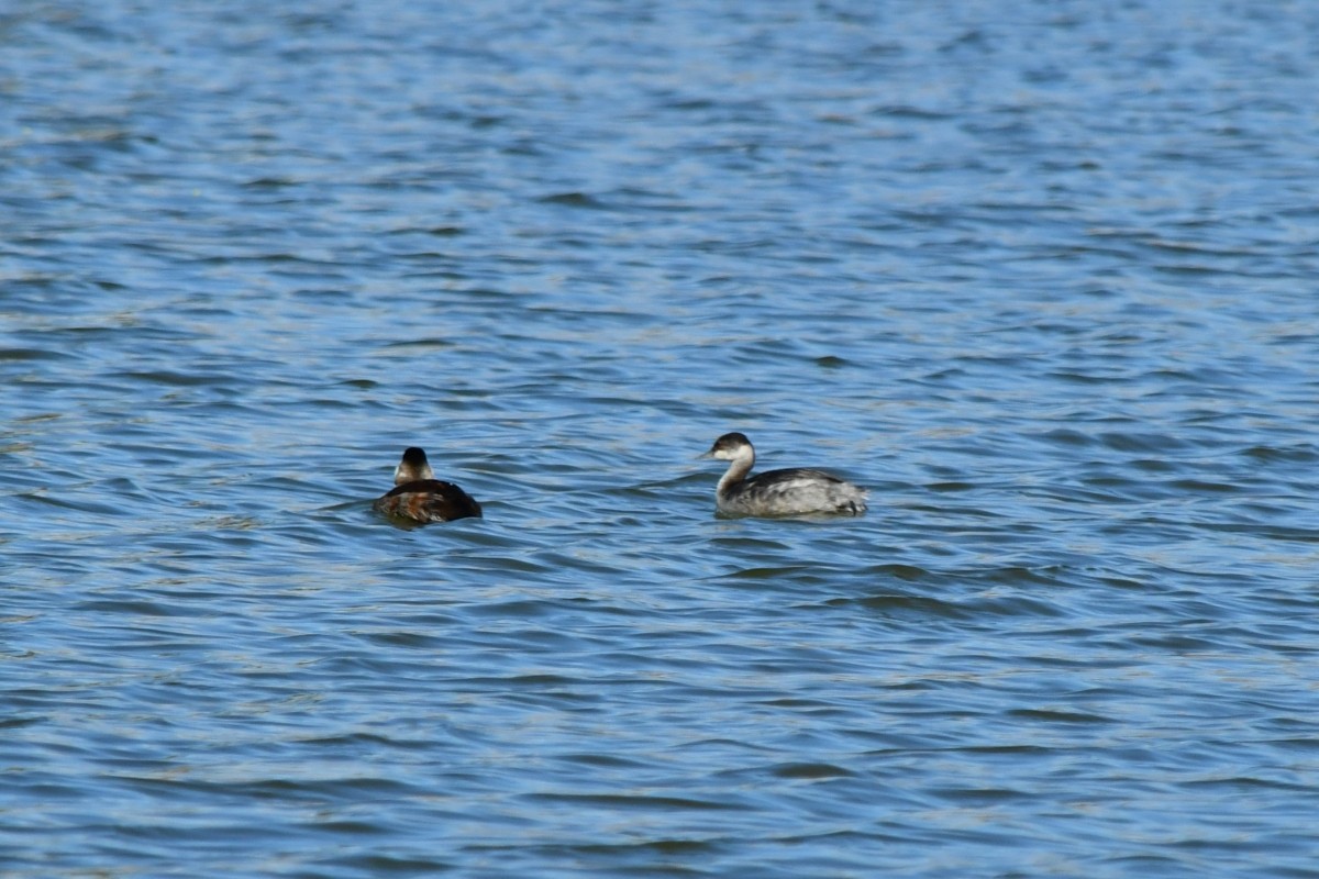 Eared Grebe - ML644491231