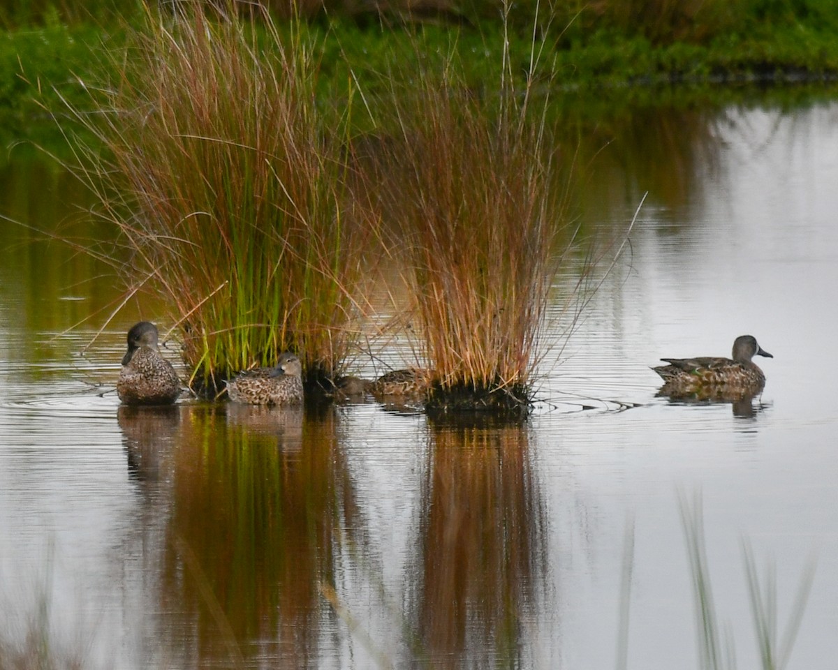blåvingeand - ML644491237