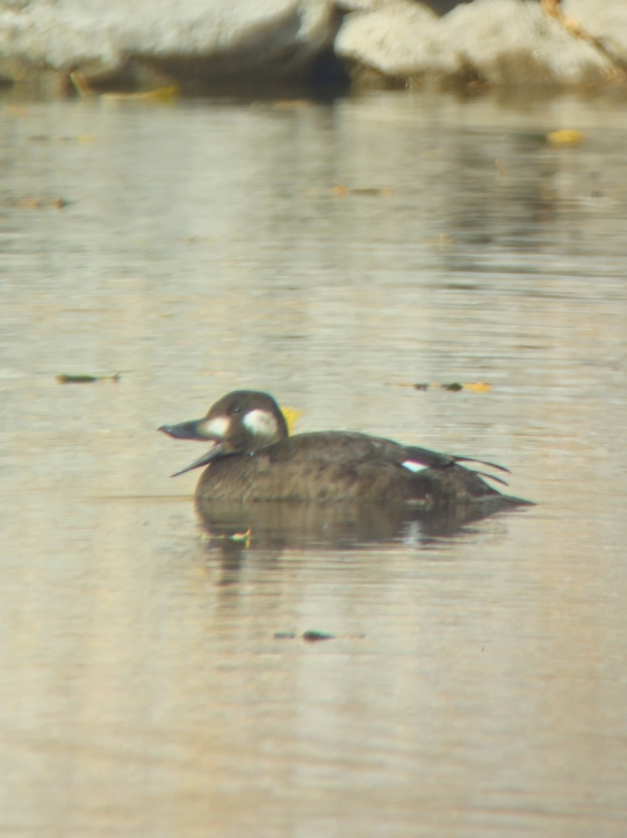 White-winged Scoter - ML644491238