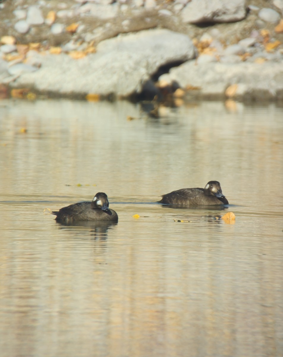 White-winged Scoter - ML644491240