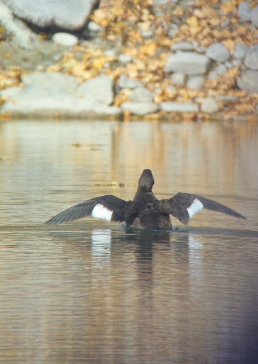 White-winged Scoter - ML644491241