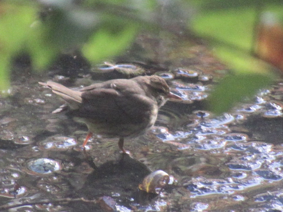 Northern Waterthrush - ML644491244