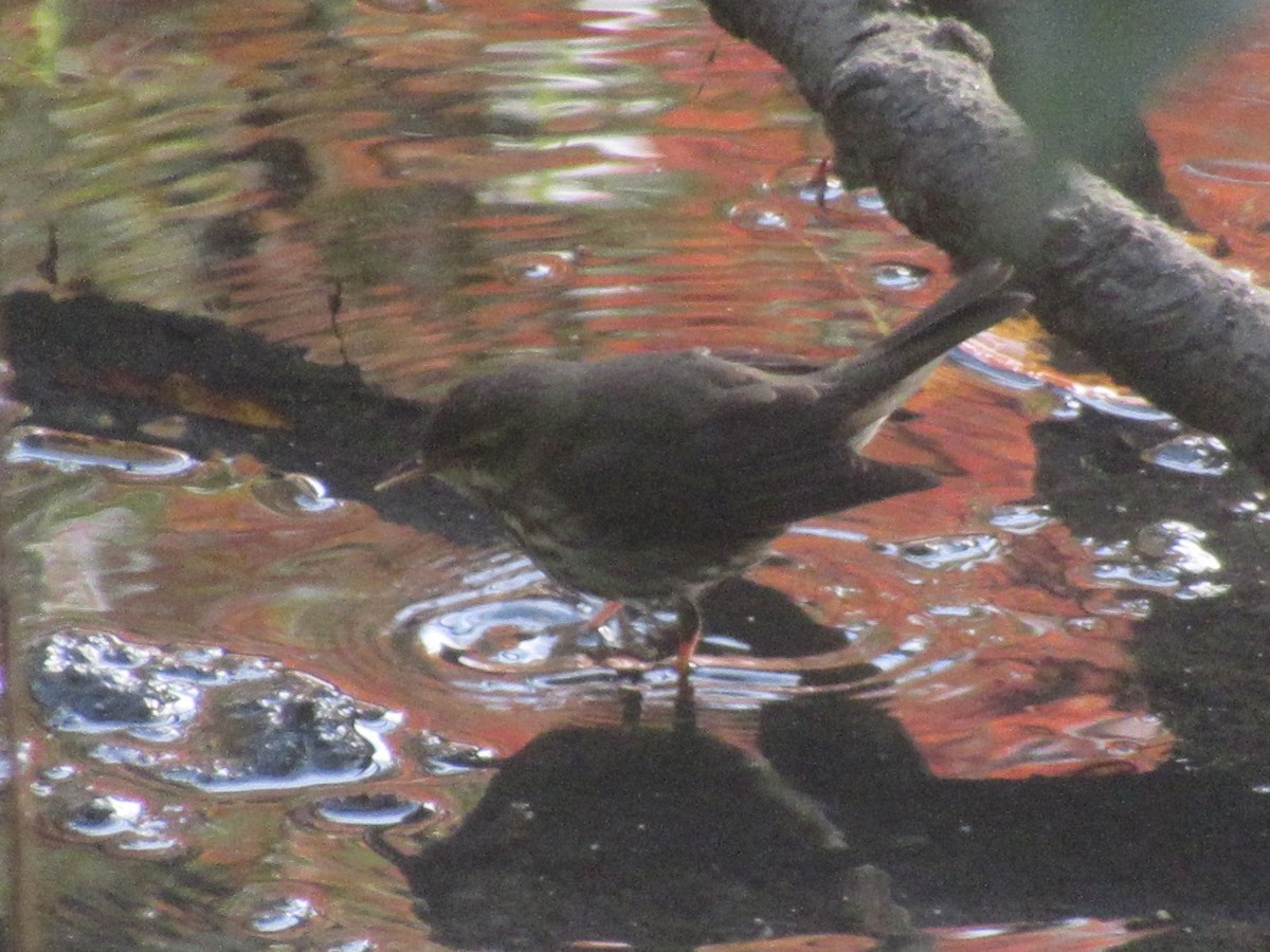 Northern Waterthrush - ML644491246