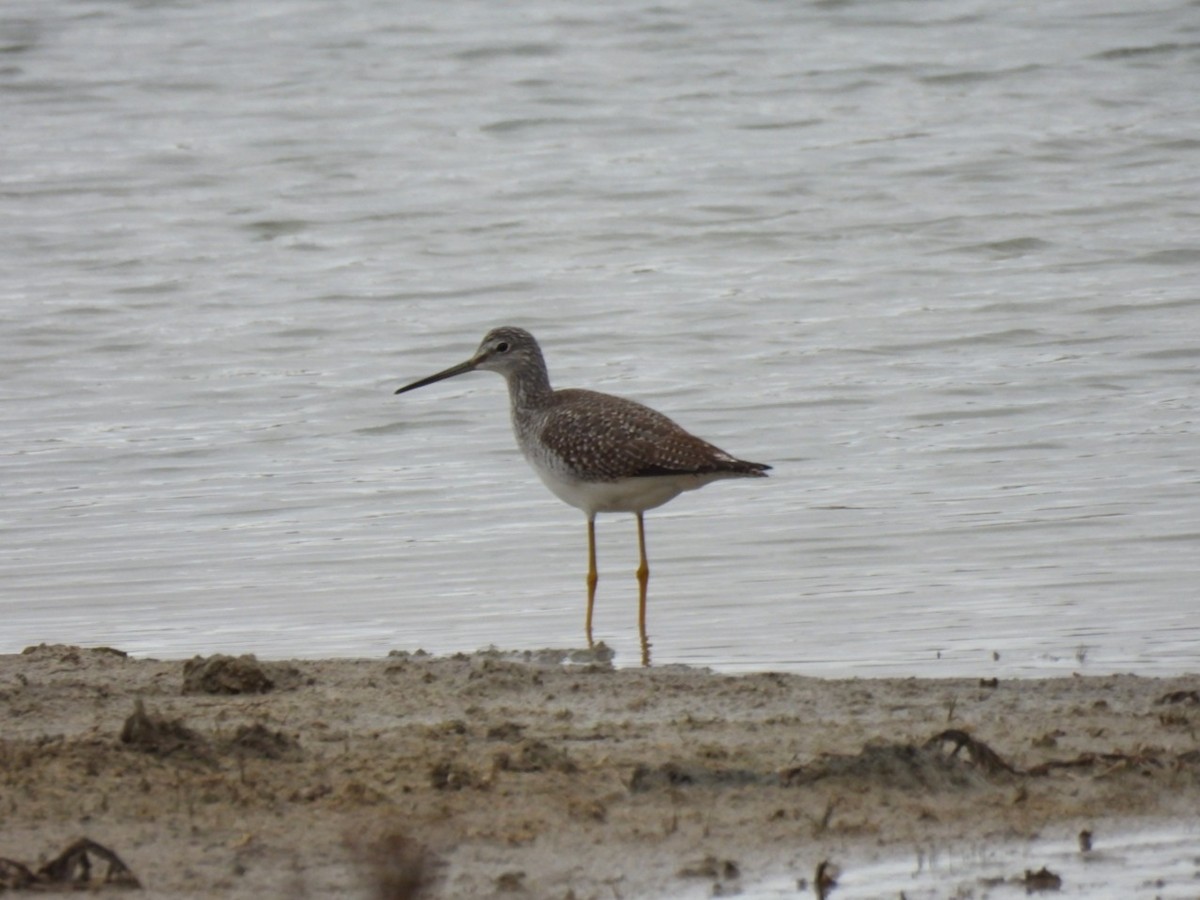 Greater Yellowlegs - ML644491248