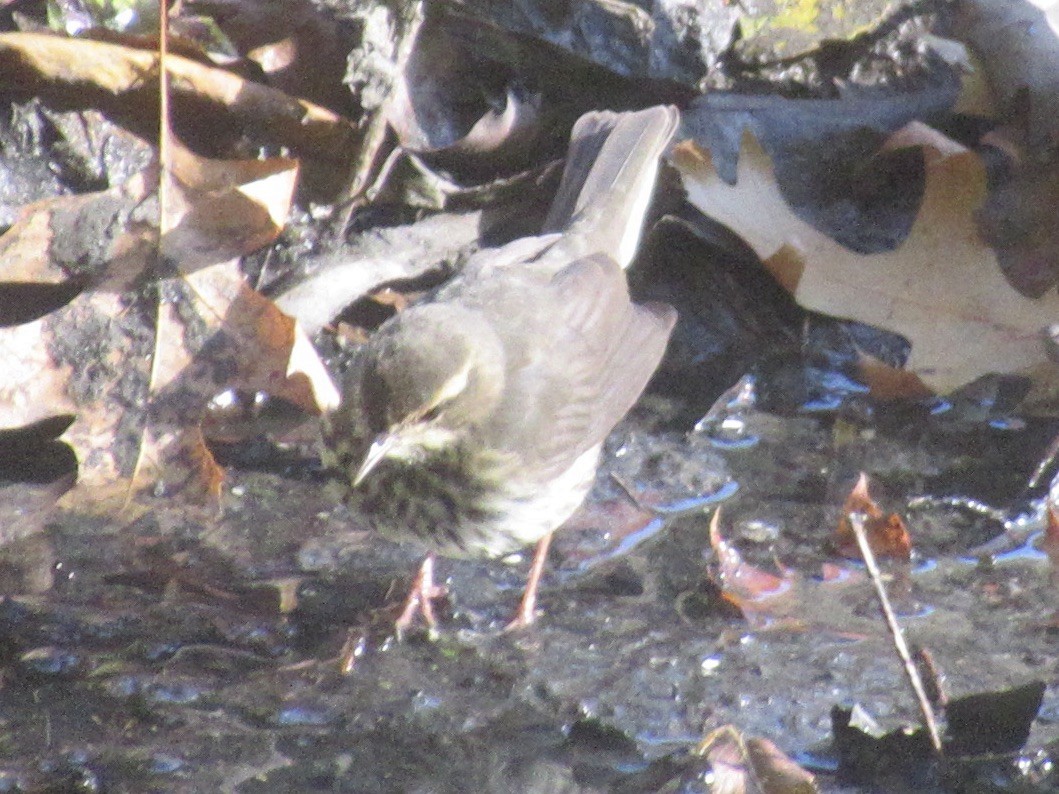 Northern Waterthrush - ML644491249