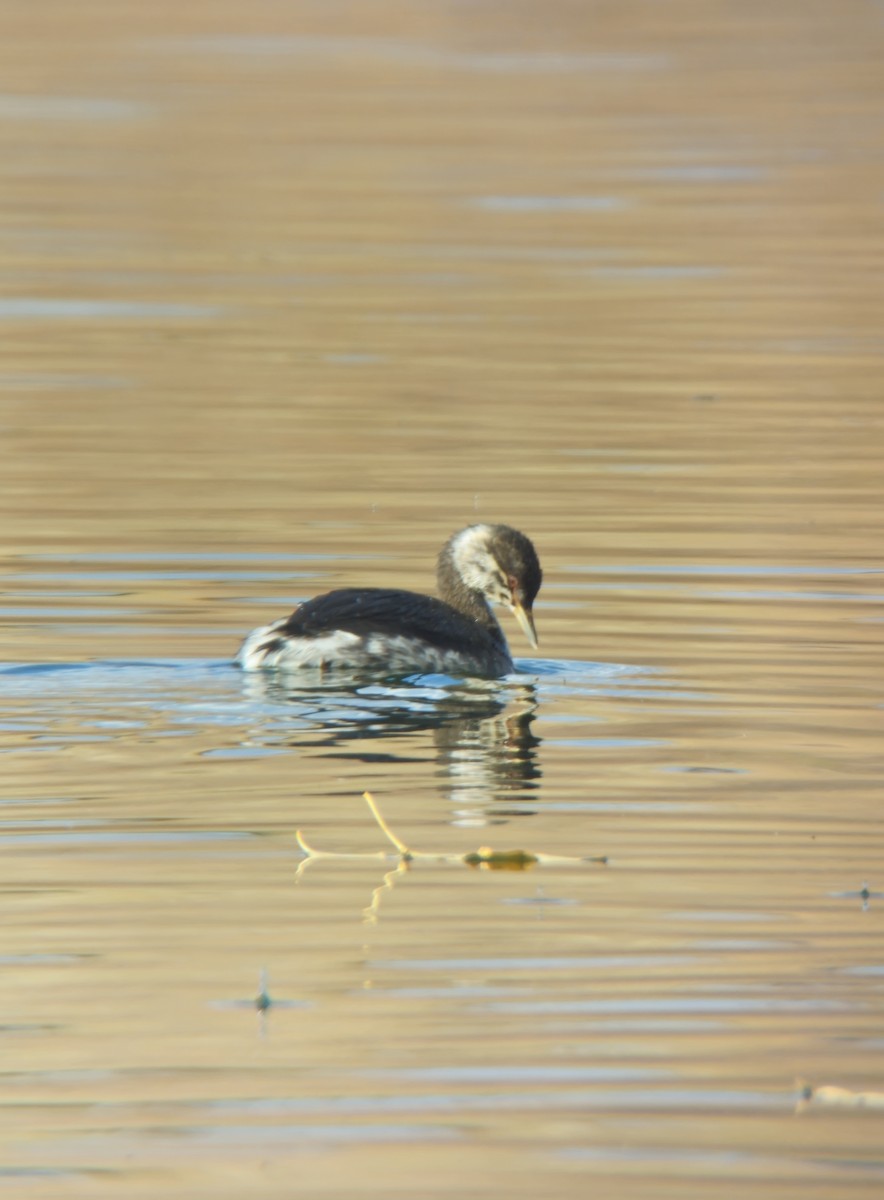 Horned Grebe - ML644491250