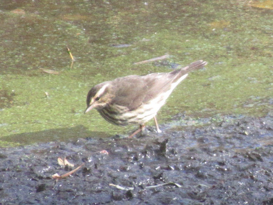 Northern Waterthrush - ML644491252