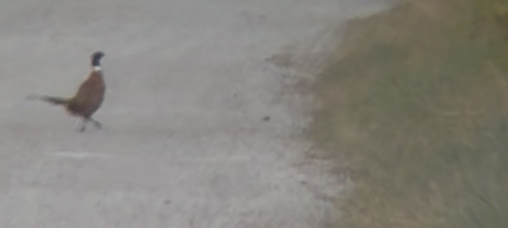 環頸雉 - ML644491256