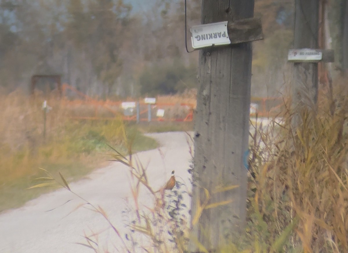 環頸雉 - ML644491257